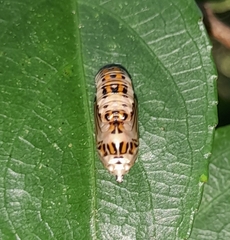 Phaeochlaena lampra