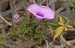 Ipomoea cairica