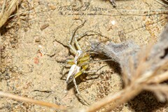 Oxyopes lineatus