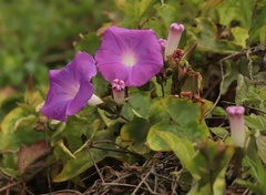 Ipomoea indica