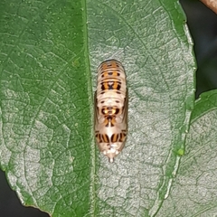 Phaeochlaena lampra