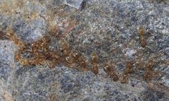 Bothriomyrmex