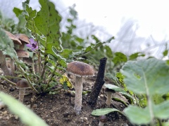 Psathyrella bipellis