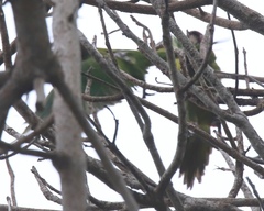 Psittacara mitratus