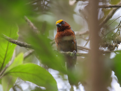 Catamblyrhynchus diadema