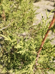 Juniperus deppeana
