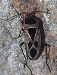 Xanthochilus
