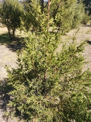 Juniperus deppeana