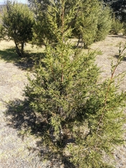 Juniperus deppeana