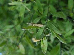 Agriphila inquinatella