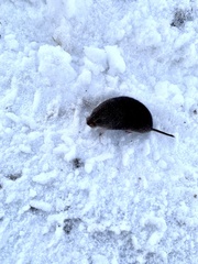 Clethrionomys gapperi