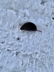 Clethrionomys gapperi