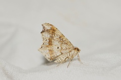 Macaria alternata