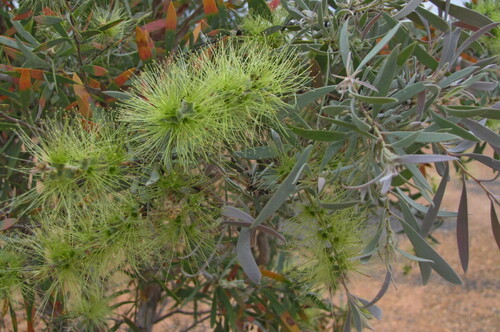 Image of Melaleuca nervosa by (c) George Baker, some rights reserved (CC BY)