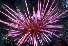 Mesocentrotus franciscanus