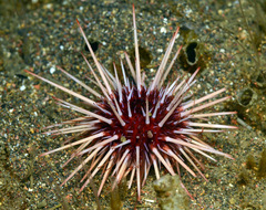 Mesocentrotus franciscanus