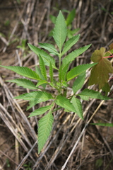 Bidens frondosa