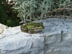 Pelophylax esculentus