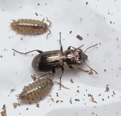 Notiophilus germinyi