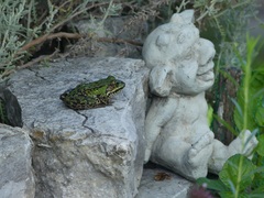 Pelophylax esculentus