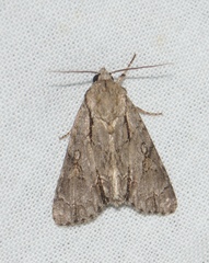 Acronicta psi