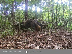 Myrmecophaga tridactyla