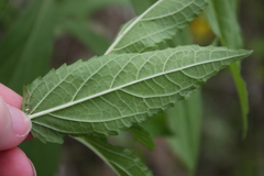 Stachys tenuifolia