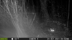 Didelphis pernigra
