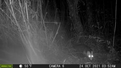 Didelphis pernigra