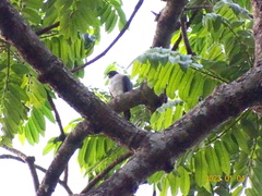 Accipiter erythropus