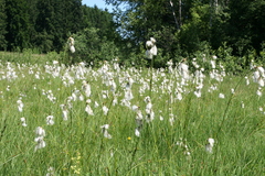 Eriophorum scheuchzeri