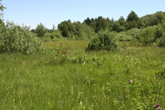 Eriophorum scheuchzeri