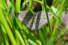Scotopteryx