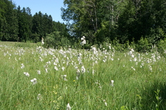 Eriophorum scheuchzeri