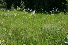 Eriophorum scheuchzeri