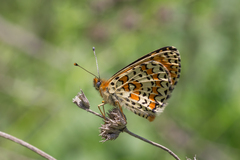 Melitaea trivia