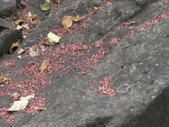 Phyllanthus emblica
