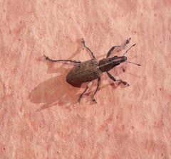 Charagmus gressorius