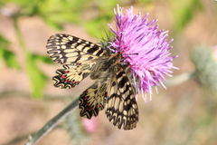 Zerynthia polyxena