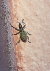 Charagmus gressorius