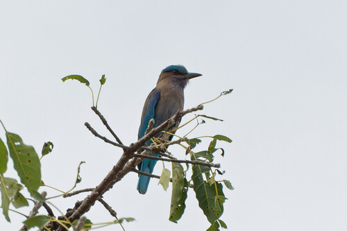 Indochinese Roller (Coracias affinis), photo 10