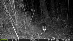 Didelphis pernigra
