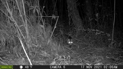 Didelphis pernigra
