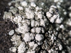 Rhizoplaca ouimetensis