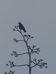 Corvus brachyrhynchos