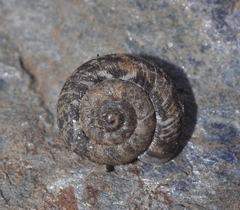 Microxeromagna lowei