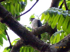 Accipiter erythropus