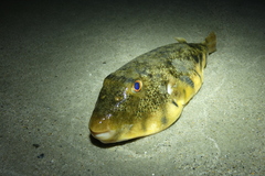 Sphoeroides maculatus