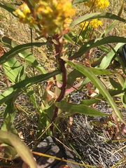 Solidago spectabilis