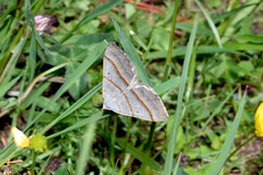 Scotopteryx